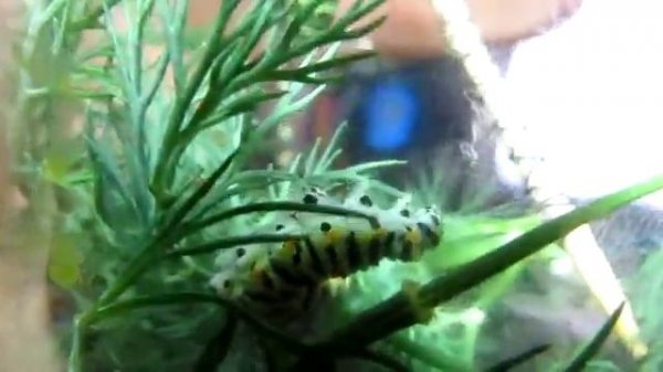 Что ест Гусеница Махаона (Papilio machaon)