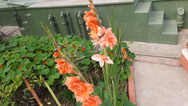 Gladiolus hybridus |Gladiolus flower |Orange flower |Garden flower @mkmishravideodiary смотреть онлайн