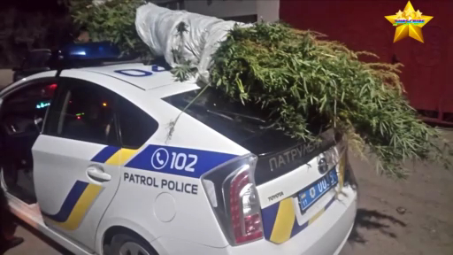 Cannabis смотреть онлайн