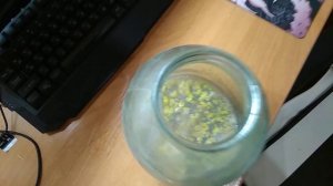 Размножение и выращивание #триходермы ( #Trichoderma viride) в домашних условиях из магазина.