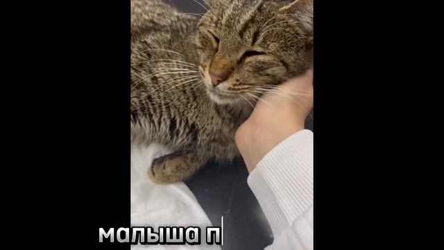 "Ты только живи, брат! " - парализованный котик из Абхазии на лечении в Москве смотреть онлайн