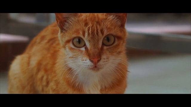 Socku Sony a37 Cinematic смотреть онлайн