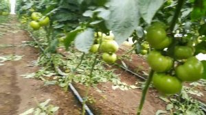 Томат белфорт f1.