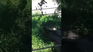 птица мяукает как кошка