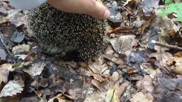 Собираем грибы, маслята в лесу, прогулки в лесу, встреча с ежиком смотреть онлайн
