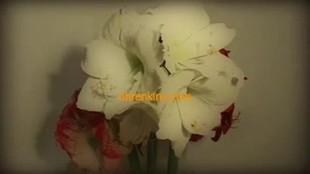 AMARYLLIS WATERCOLOUR смотреть онлайн
