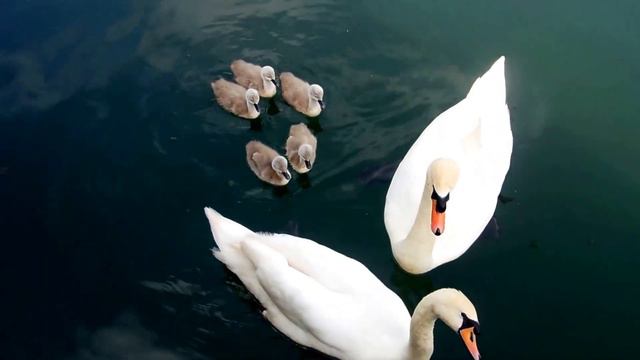 Эх, как же стало хорошо, слова Галина Разина, поёт Стас Пенявский, съёмка Safi Rimma смотреть онлайн