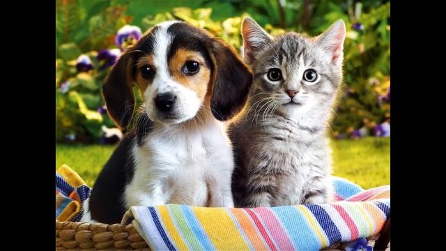 It's Up To You Sung By Tony Amendola смотреть онлайн