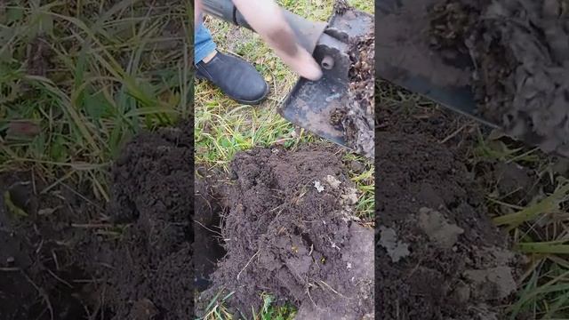 Земляные осы. Уничтожение ос.