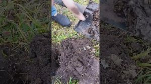 Земляные осы. Уничтожение ос.