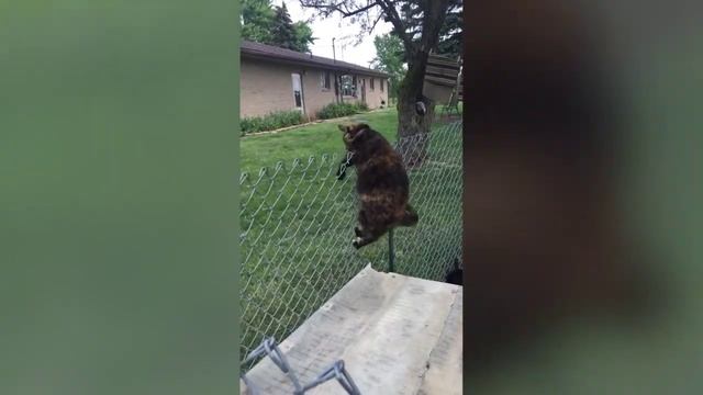 Лучшие приколы с животными☺ смотреть онлайн