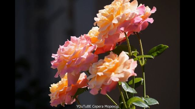 Объектив SONY 55 - 200 фотоаппарат SONY a 58 Тест фотоаппарата с объективом Севастополь 16 июля 202 смотреть онлайн