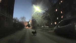 Перцовый баллончик Контроль-УМ против Собак - 5., Перец. г.Омск Город глазами велосипедиста #156