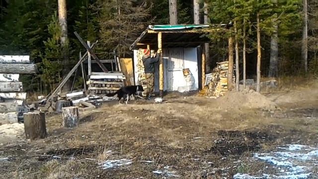 Собачья будка своими руками смотреть онлайн