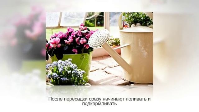 ПУАНСЕТТИЯ. Рождественская звезда. Особенности ухода смотреть онлайн