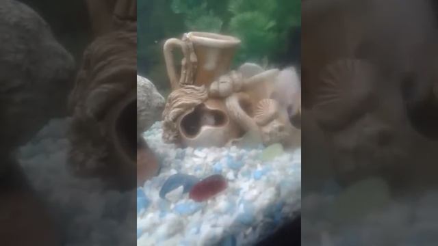 Розовый фламинго молодая пара цихлид