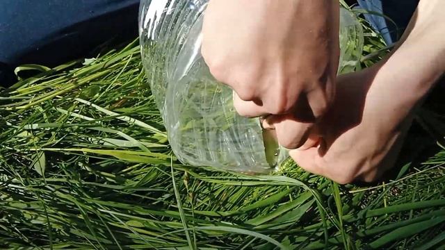 Как поймать рыбу без удочки. Ловушка для рыбы из бутылки. смотреть онлайн