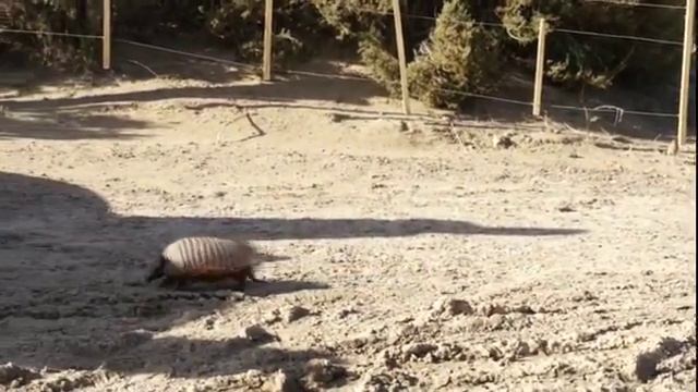 Аргентина Патагония Полуостров Вальдес Броненосец и семья смотреть онлайн