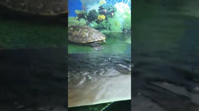 КРАСНОУХАЯ ЧЕРЕПАХА (WATER TURTLE )возраст 3 года) смотреть онлайн