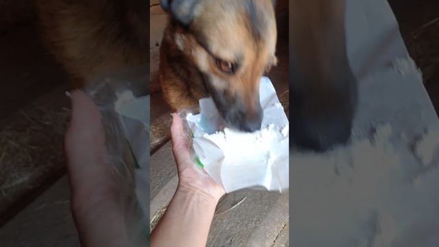 Творожок для Изечки. Приют для бездомных животных Сириус в Киевской области. 13 мая 2023 смотреть онлайн