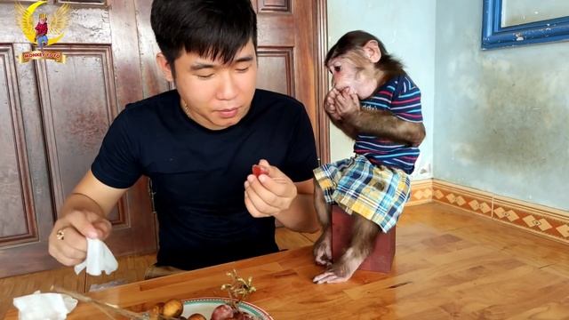 YoYo Jr Is The Cleanest Monkey In Vietnam