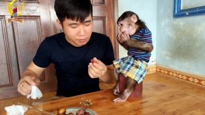 YoYo jr is the cleanest monkey in Vietnam