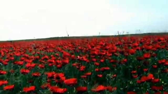 Kenja Rajabov Kushtdepdi