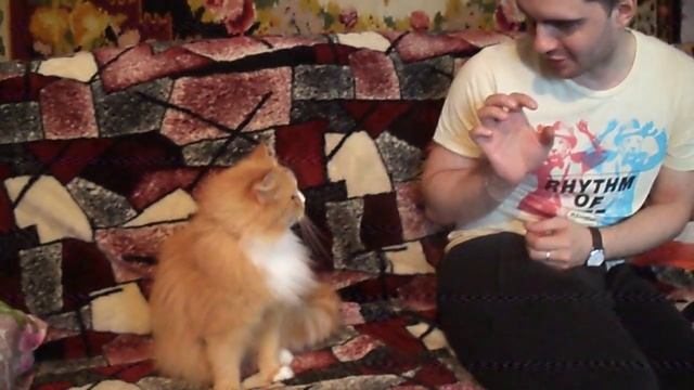 ? Не дразните кошку! смотреть онлайн