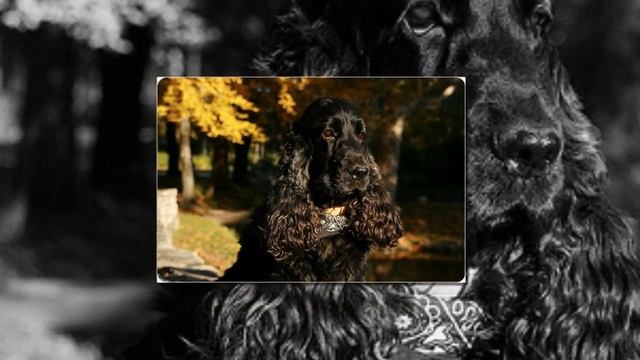 Английский кокер-спаниель (англ. English Cocker Spaniel) . смотреть онлайн