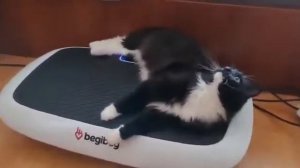 виброплатформа и котик