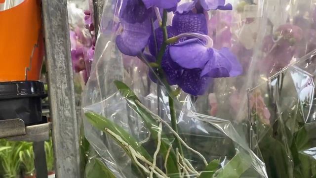 "7 ЦВЕТОВ" НОВЫЙ ЗАВОЗ КРАСОТЫ смотреть онлайн