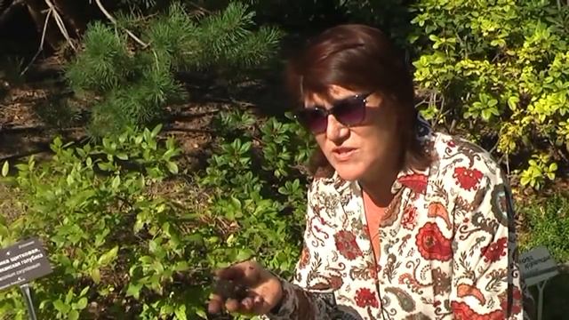 Как реагирует голубика на неправильную посадку смотреть онлайн