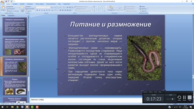 Буылттық құрттар типі