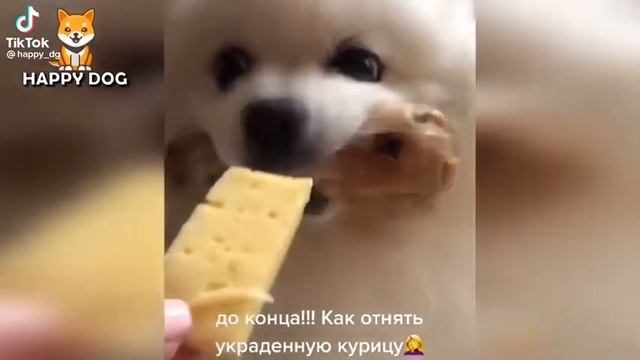 как забрать у собаки украденную вещь смотреть онлайн