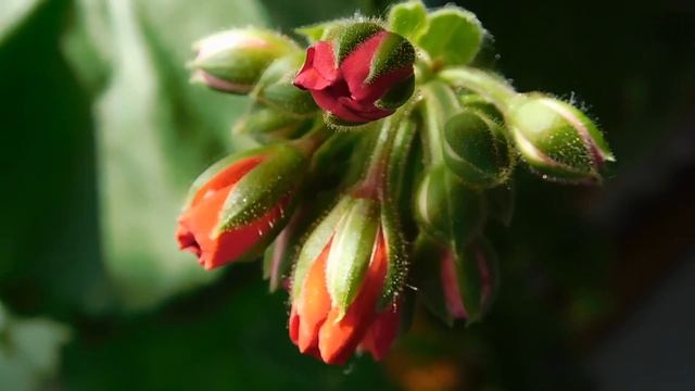 УКРАЛИ У КИТАЙЦЕВ и готовим дома СЕКРЕТНОЕ удобрение для всех домашних цвентов. Герань цветёт всегд смотреть онлайн