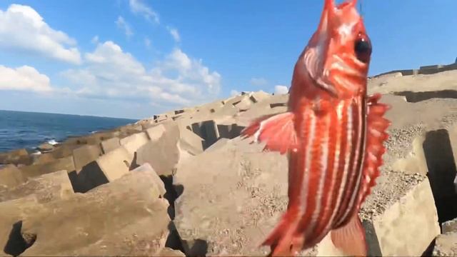 Рыбалка в Израиле. Рыба-белка, сарагус, кхила, локус. смотреть онлайн