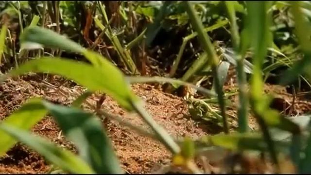 Как маскируется, меняет цвет хамелеон Ящерица упускает с под носа хамелеона смотреть онлайн