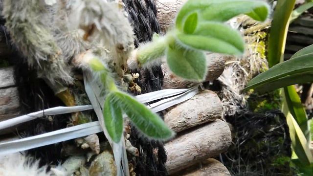 Dendrobium senile after Dormancy - New Leaves after dormancy - Rare Species Orchid смотреть онлайн