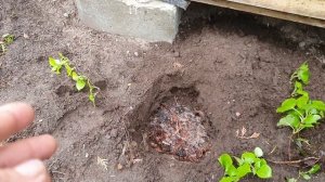 Плетистая Гортензия. 100% результат размножения и посадки черешковой гортензии