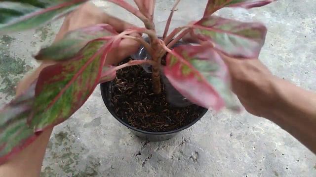 How to Propagate Aglaonema Siam Aurora Using Plastic Bottle смотреть онлайн