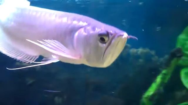 Арована серебристая (Arowana)