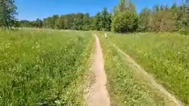 СТРИМ с борзой на природе. Гоняем Самур, болтаем о пернатых. смотреть онлайн