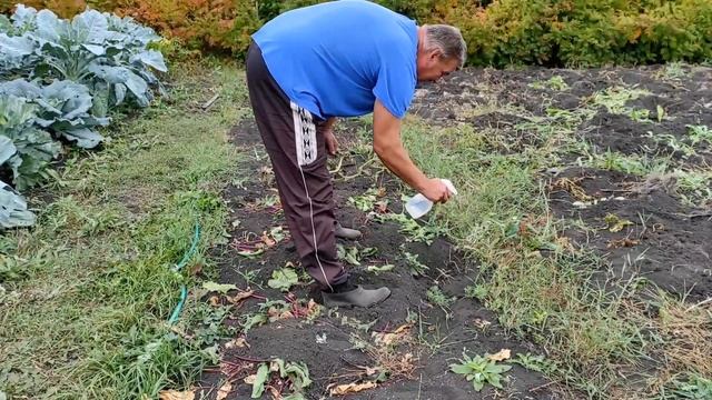 Сразу после уборки картофеля самое подходящее время для борьбы с сорняками. смотреть онлайн