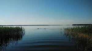 Вышневолоцкое водохранилище/Вышний волочёк/Еловый лес/Отдых на Вышневолоцком водохранилище