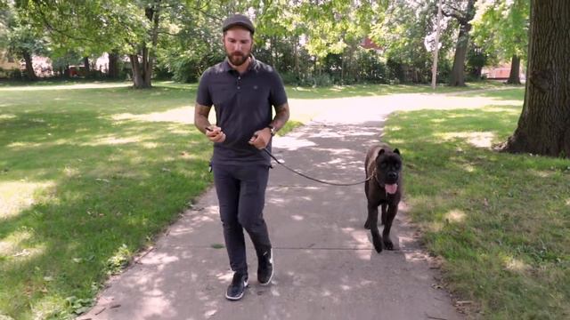 Teaching Your Dog To Walk Behind You With An Ecollar смотреть онлайн