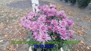 №100 Хризантема корейская ОЛИНА  10 октября  2023