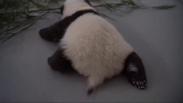 •🐼🌞Малышка-панда становится более самостоятельной/Московский зоопарк смотреть онлайн