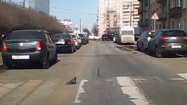 Голубь переходит по пешеходному переходу смотреть онлайн