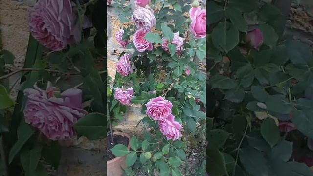 Роза Французское платье (Robe a la francaise) смотреть онлайн