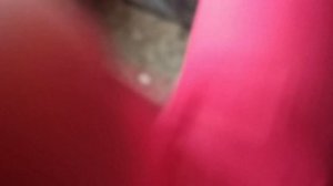 Куры Гриз бар -плюсы и минусы.